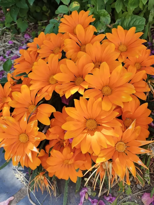 Le Gazania fleurit de mai à octobre