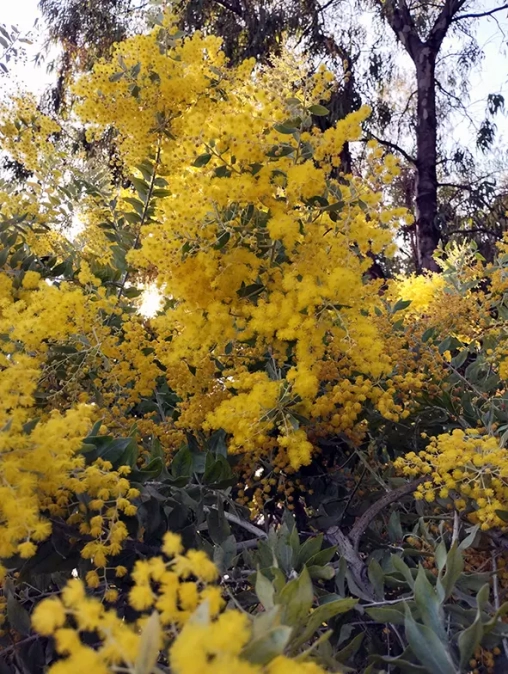 Les mimosas en fleurs
