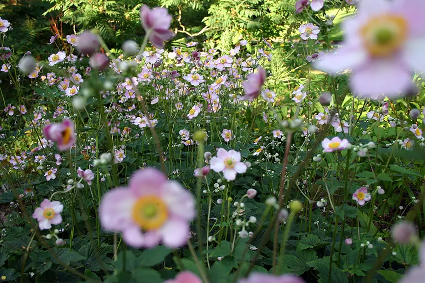 Anémones du Japon
