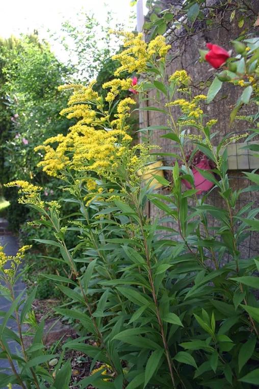 Solidago ou verge d'or